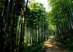 西天目山图片