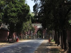 曲阜孔林图片