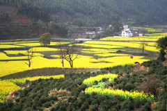 卢村油菜花