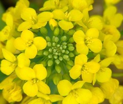 罗平油菜花海图片