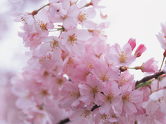 太子湾公园樱花