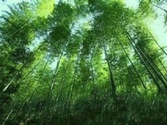 丫山花海石林图片