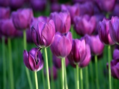 郁金香花园图片