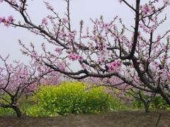桃花2