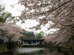 鼋头渚樱花