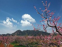 桃花岛风情园图片