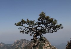 牯牛降自然保护区图片