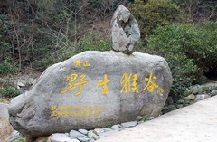 野生猴谷