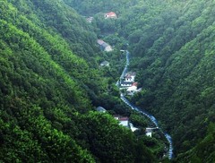 安吉竹海图片