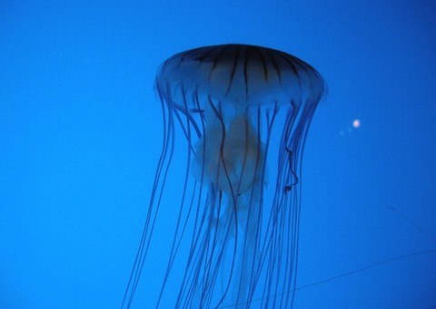 小梅沙旅游攻略_2012_7-10月小梅沙旅游线路