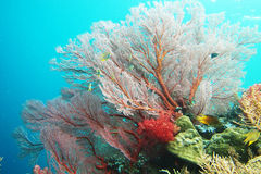 【罗曼·莫图国际机场】地址_地图_电话_罗曼