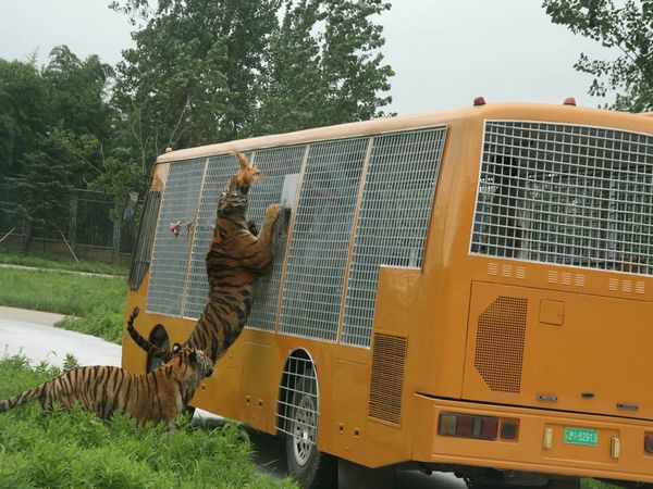  上海野生动物园1日团队游>与动物亲密接触,享受亲子乐趣